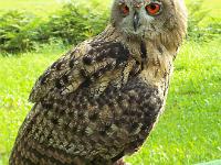 (85 von 243) : KIGA Hausen Waldwoche